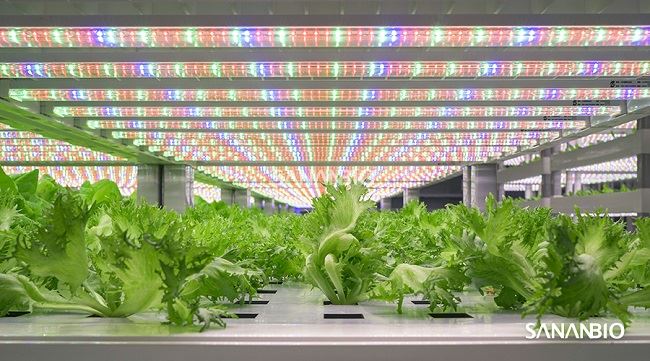 3535 Green led